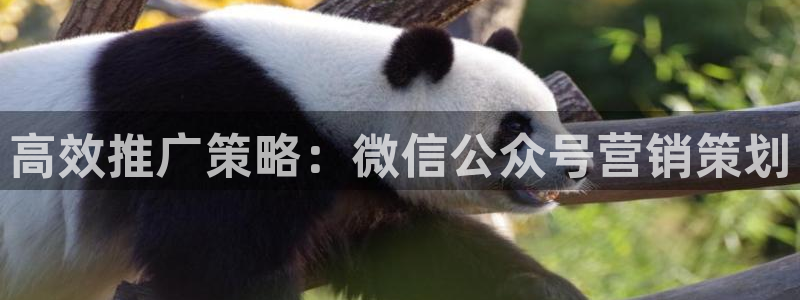 9965必赢游戏特色